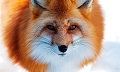 Foxred