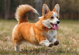 corgi