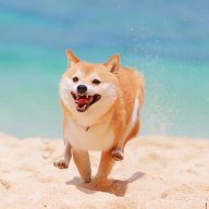Happy Doggo